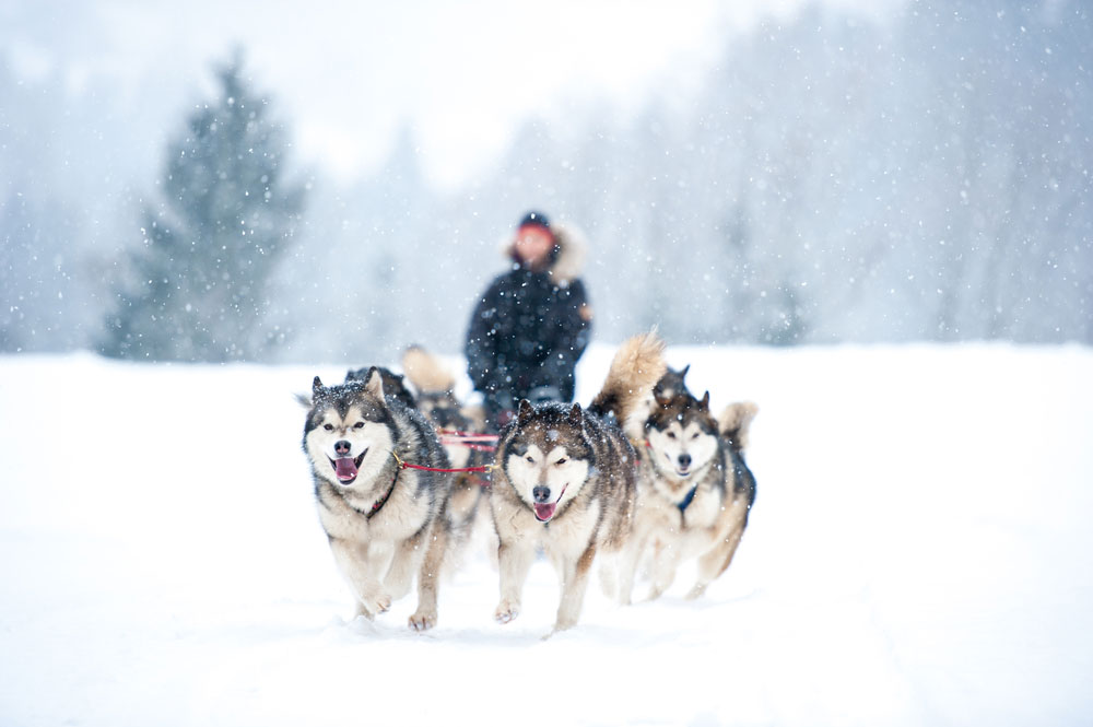 Person dog sledding in New England