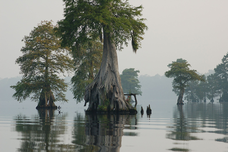 Great Dismal Swamp in Virginia