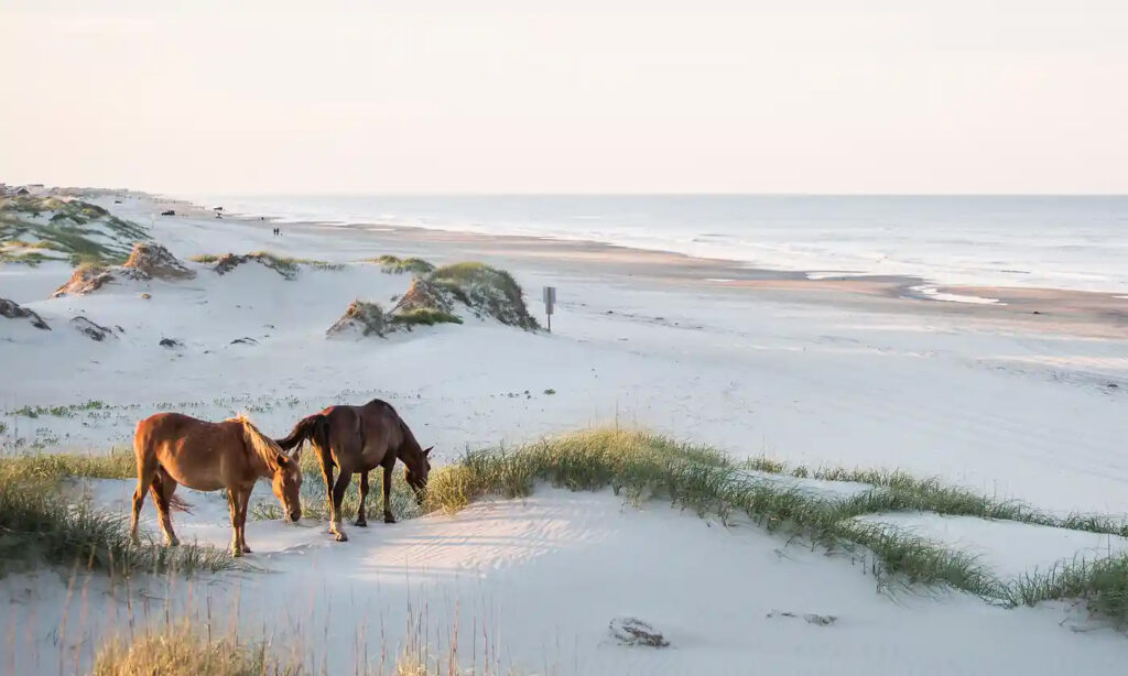 Two horses grazing on the beach