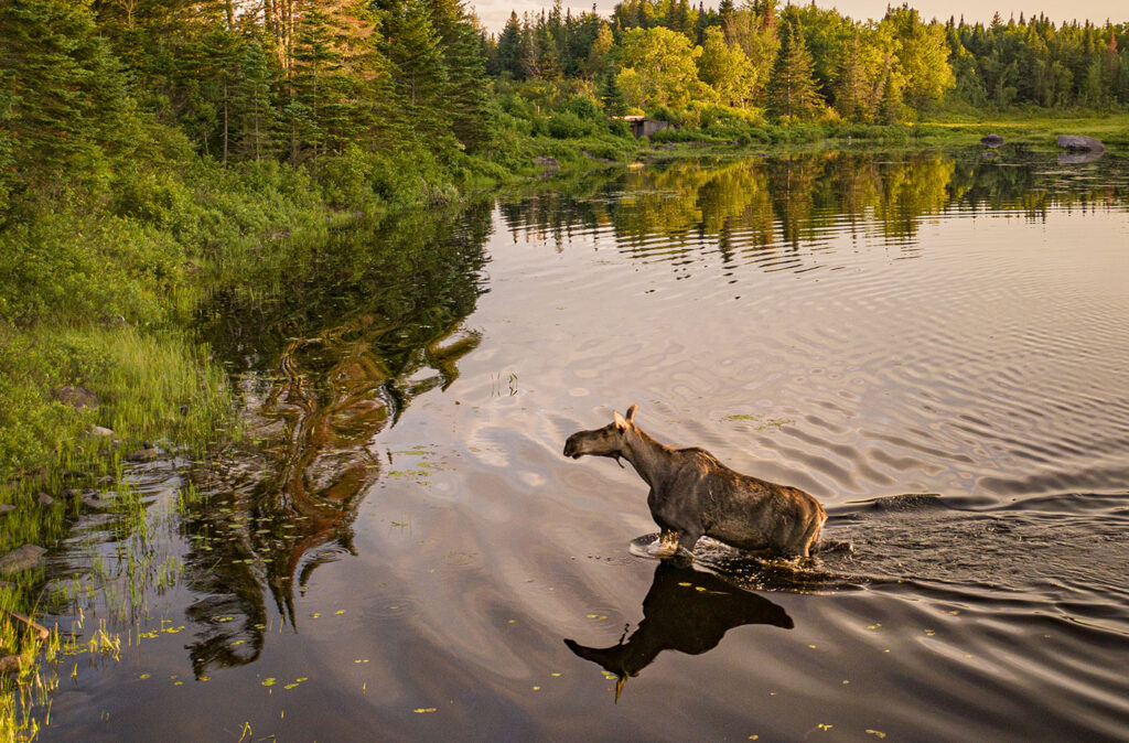 A moose emerges from Moosehead Lake at dusk
