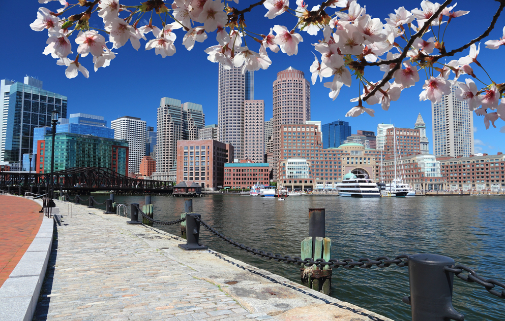cherry blossoms festival in boston 2024